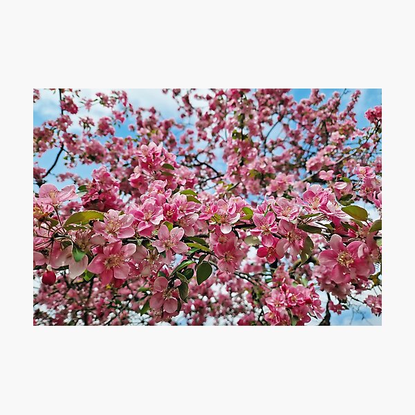 Item preview, Vibrant pink crabapple tree designed and sold by psychoshadow.