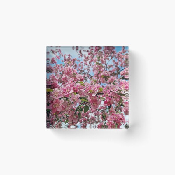 Item preview, Vibrant pink crabapple tree designed and sold by psychoshadow.