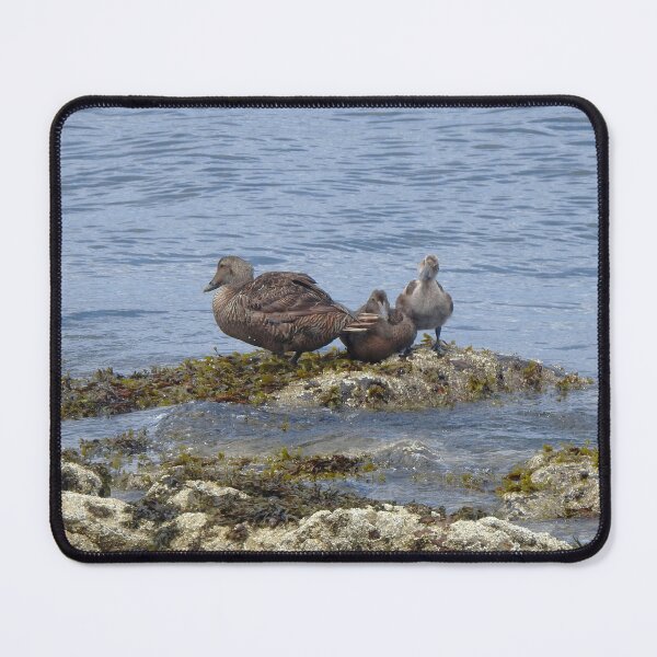 Item preview, Common Eider Ducks on Rock designed and sold by HematiteDesign.