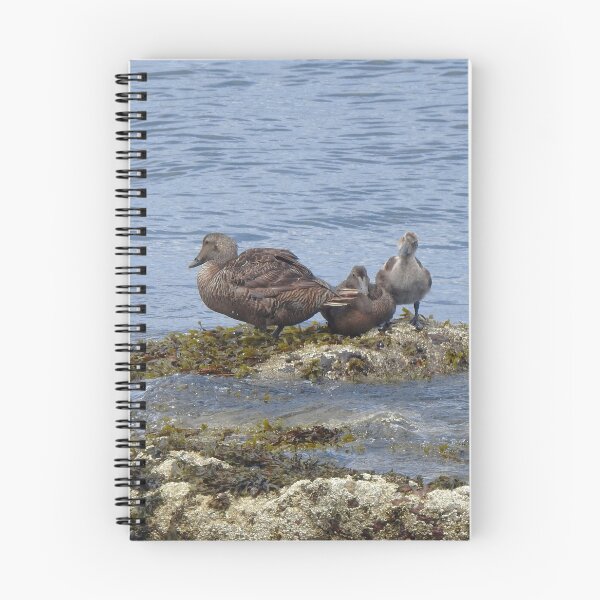 Item preview, Common Eider Ducks on Rock designed and sold by HematiteDesign.