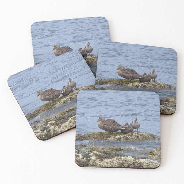Item preview, Common Eider Ducks on Rock designed and sold by HematiteDesign.