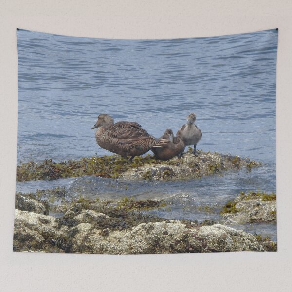 Item preview, Common Eider Ducks on Rock designed and sold by HematiteDesign.