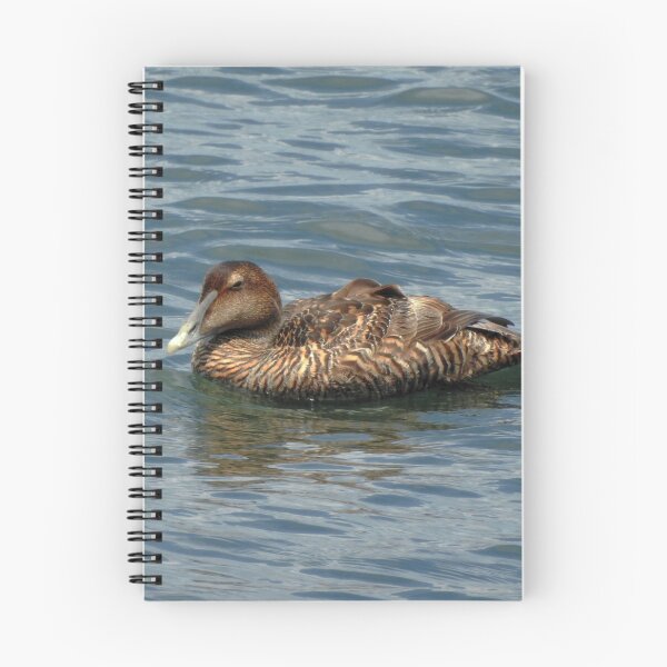Item preview, Common Eider Duck Swimming in Ocean designed and sold by HematiteDesign.