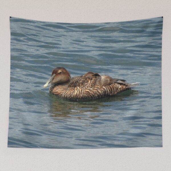 Item preview, Common Eider Duck Swimming in Ocean designed and sold by HematiteDesign.
