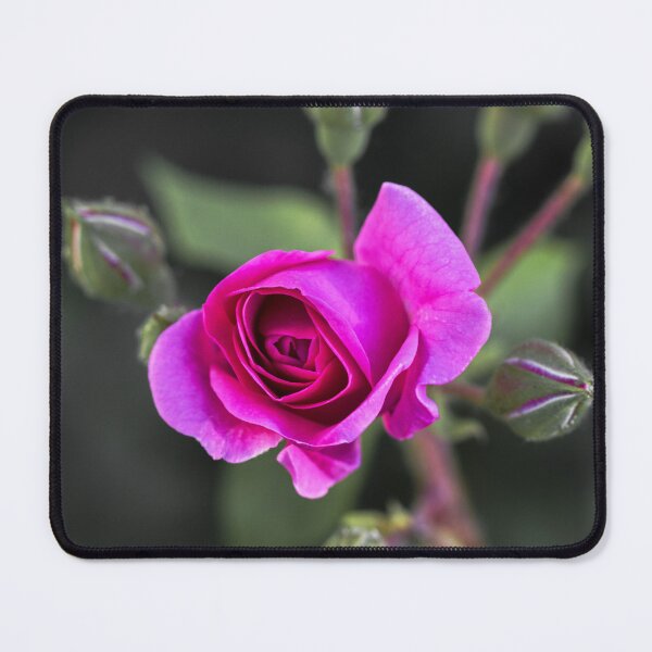 Item preview, Pink Rose Mystery designed and sold by MoePhotography.