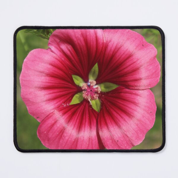 Item preview, Bright pink mallow flower - Vibrant flower photography designed and sold by Cha-s-lens.