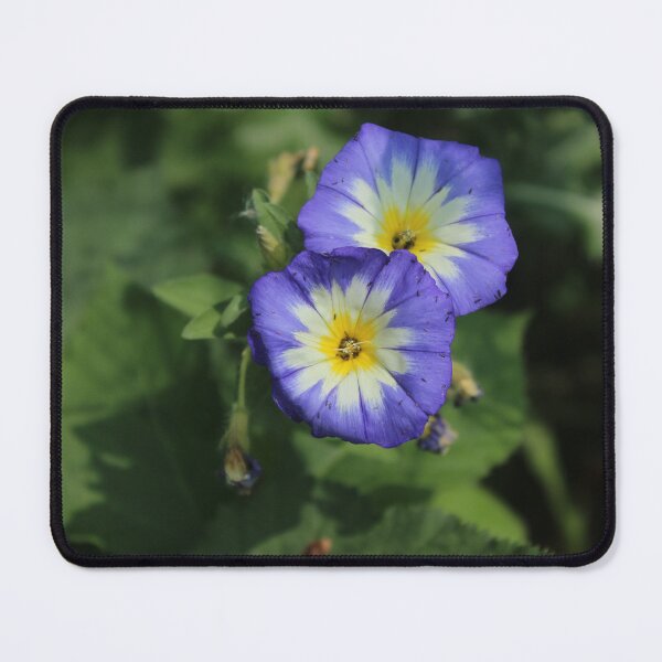 Item preview, Blue morning glory flower - Soft nature photography designed and sold by Cha-s-lens.