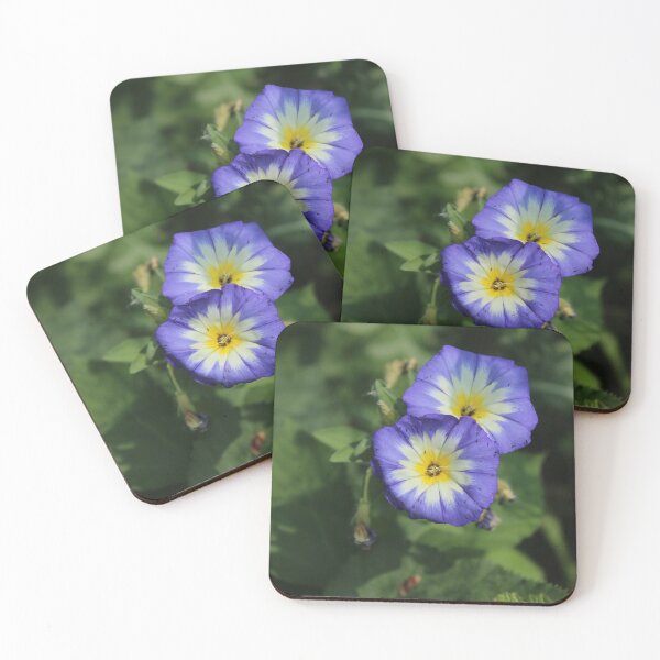 Item preview, Blue morning glory flower - Soft nature photography designed and sold by Cha-s-lens.