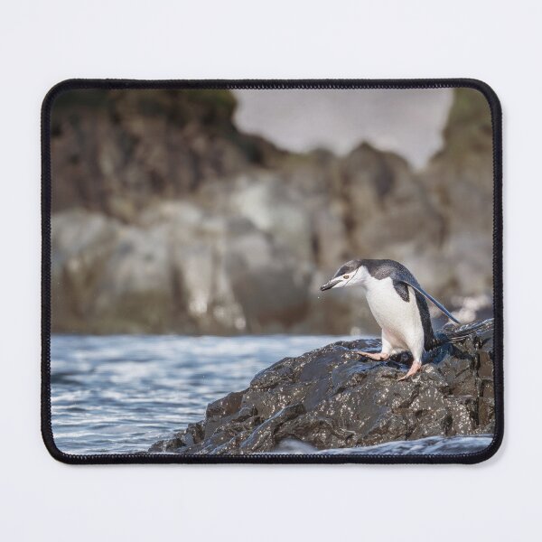 Item preview, Penguin on Rocky Shore designed and sold by PhotoArt by Joan Carroll.