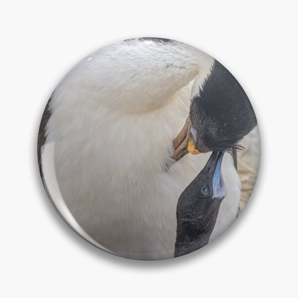 Item preview, Blue Eyed Cormorant and Chick Falkland Islands designed and sold by PhotoArt by Joan Carroll.