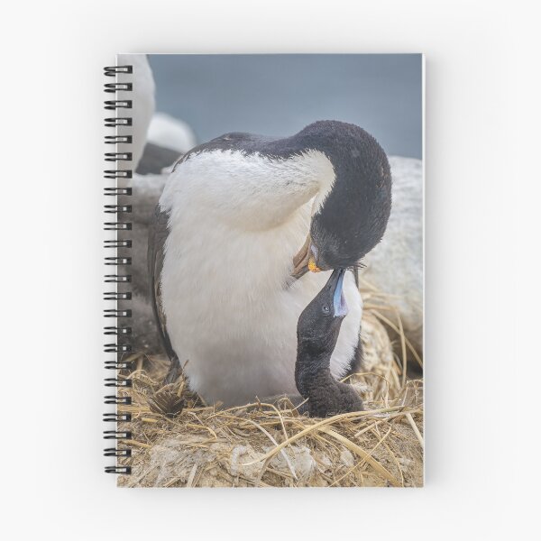 Item preview, Blue Eyed Cormorant and Chick Falkland Islands designed and sold by PhotoArt by Joan Carroll.