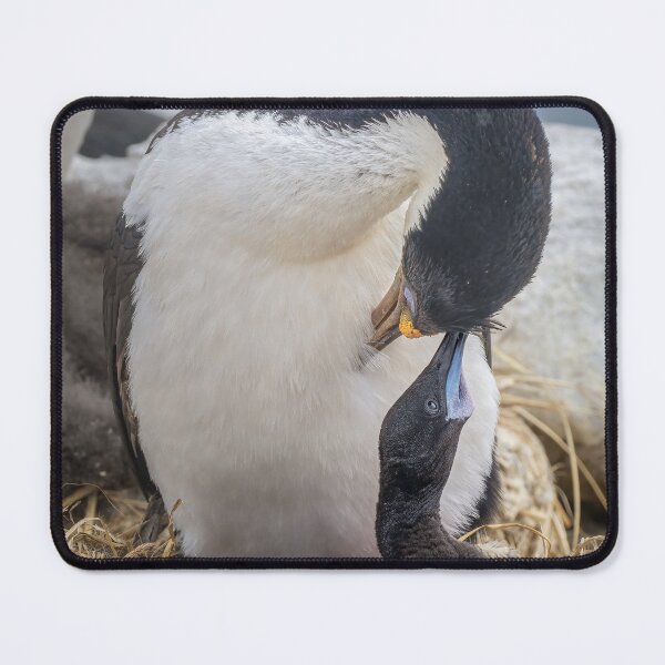 Item preview, Blue Eyed Cormorant and Chick Falkland Islands designed and sold by PhotoArt by Joan Carroll.