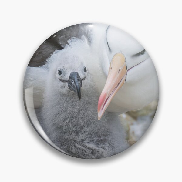Item preview, Albatross with Chick Falkland Islands designed and sold by PhotoArt by Joan Carroll.