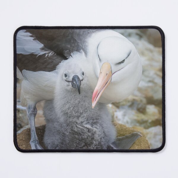 Item preview, Albatross with Chick Falkland Islands designed and sold by PhotoArt by Joan Carroll.