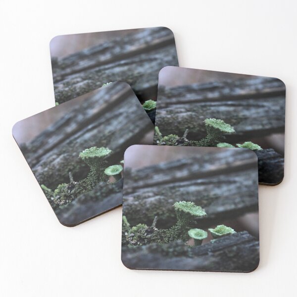 Item preview, Moody Pixie Cup Lichen Cladonia on Forest Log Macro designed and sold by vikko-art.