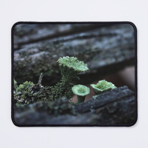 Item preview, Moody Pixie Cup Lichen Cladonia on Forest Log Macro designed and sold by vikko-art.
