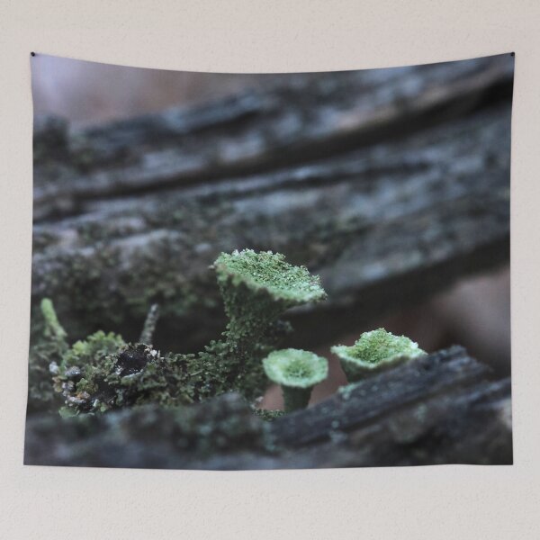 Item preview, Moody Pixie Cup Lichen Cladonia on Forest Log Macro designed and sold by vikko-art.