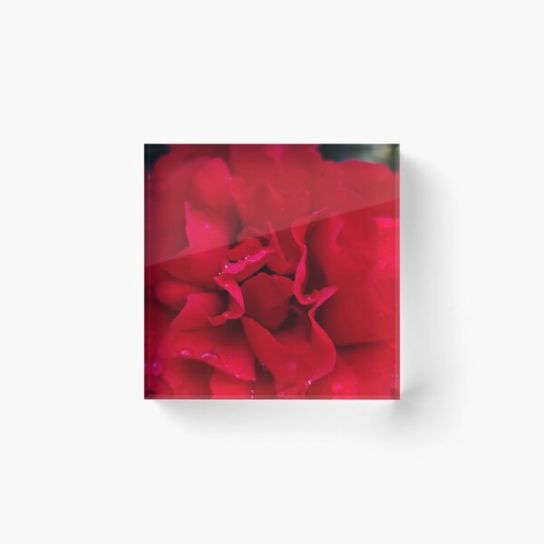 Item preview, Summer Garden Red Rose Blooming While Catching Rain designed and sold by vtspatial.