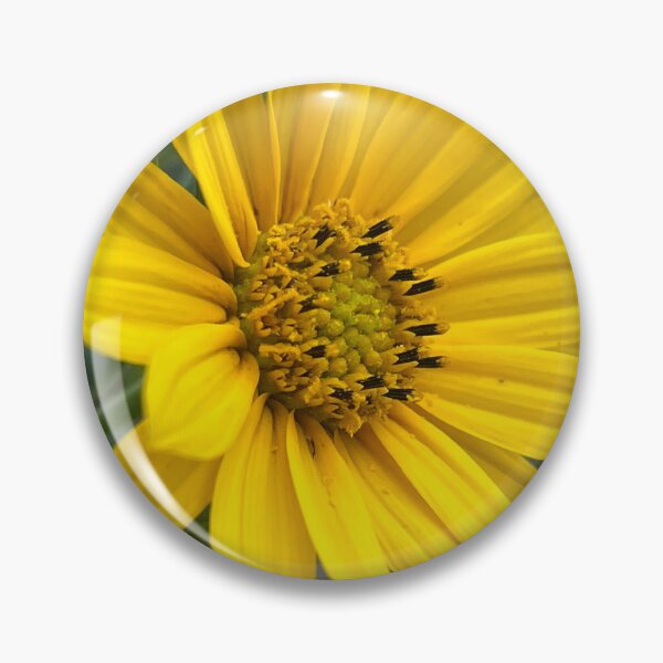 Item preview, Sunflower, no filter photograph designed and sold by GiSilver.