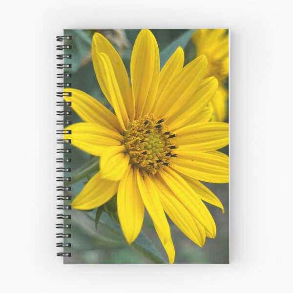 Item preview, Sunflower, no filter photograph designed and sold by GiSilver.