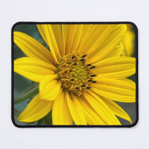 Item preview, Sunflower, no filter photograph designed and sold by GiSilver.