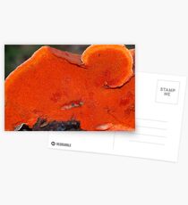 Woody pore fungi Postcards