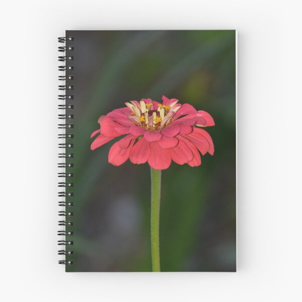 Item preview, Pink Zinnia Vertical | Zinnia elegans Summer Flower Photography designed and sold by TathataPhotos.
