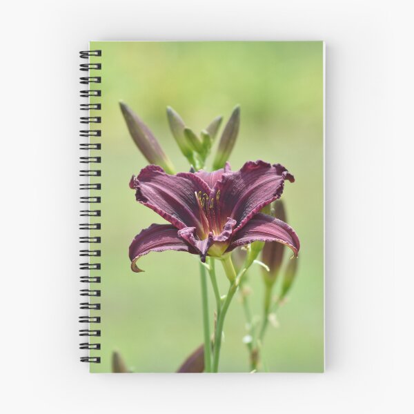 Item preview, Dark Purple Daylily Vertical | Hemerocallis Gothic Garden Photography designed and sold by TathataPhotos.