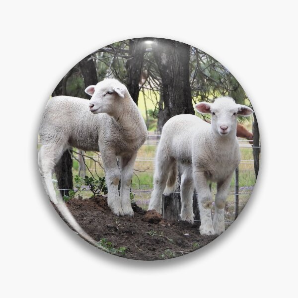 Item preview, White Suffolk lambs upon a mound of dirt designed and sold by Lynette2025.