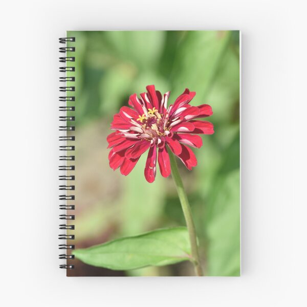 Item preview, Crimson Red Zinnia Vertical | Zinnia elegans Striped Botanical Photography 2x3 designed and sold by TathataPhotos.