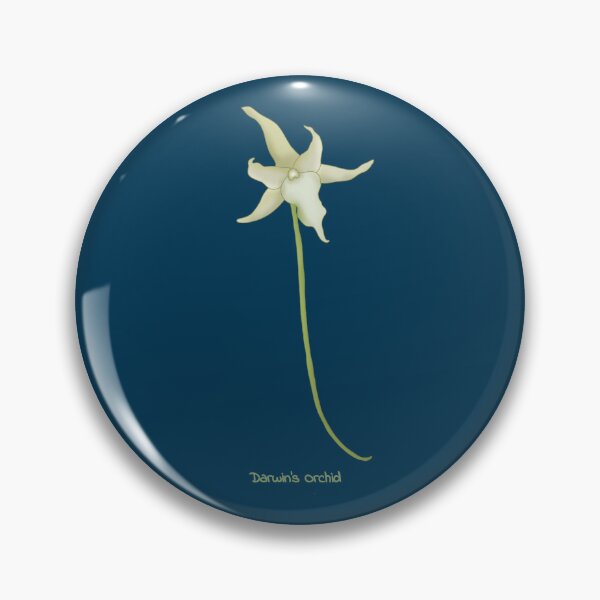 Item preview, Darwin's Orchid(Angraecum sesquipedale) designed and sold by Floralfusion.