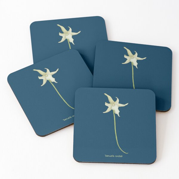 Item preview, Darwin's Orchid(Angraecum sesquipedale) designed and sold by Floralfusion.
