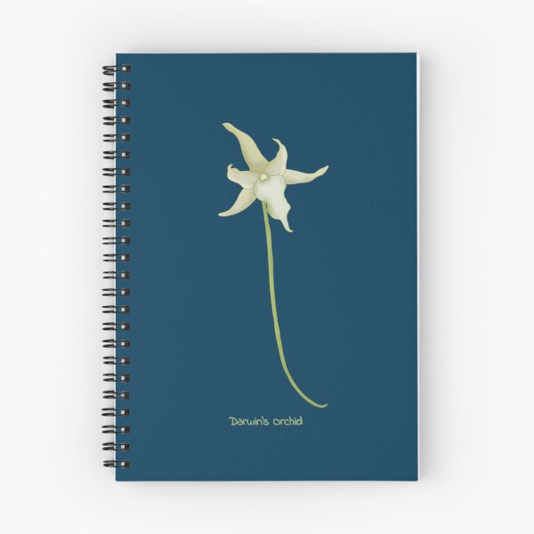 Item preview, Darwin's Orchid(Angraecum sesquipedale) designed and sold by Floralfusion.