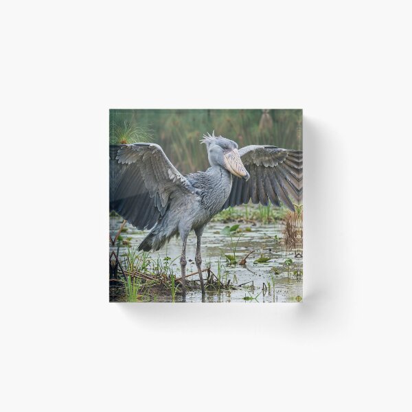 Item preview, Majestic Shoebill in Wetland Habitat designed and sold by Savannah Gibbs.