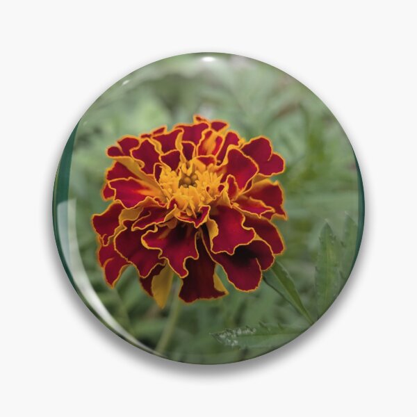 Item preview, Dwarf Marigold Framed designed and sold by LastOpe.