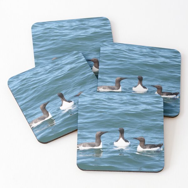 Item preview, Trio of Common Murres in Maine designed and sold by KelKaZay.