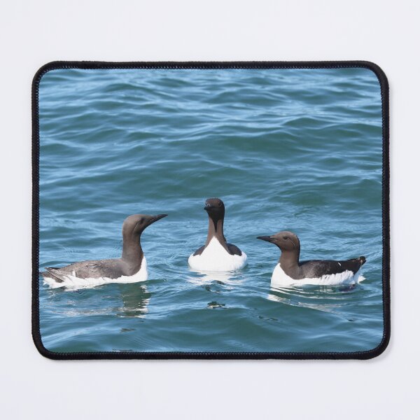 Item preview, Trio of Common Murres in Maine designed and sold by KelKaZay.