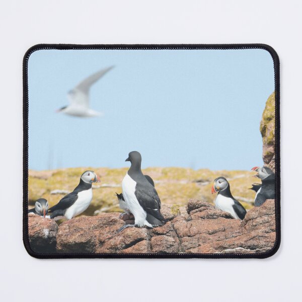 Item preview, Seabirds of Maine designed and sold by KelKaZay.