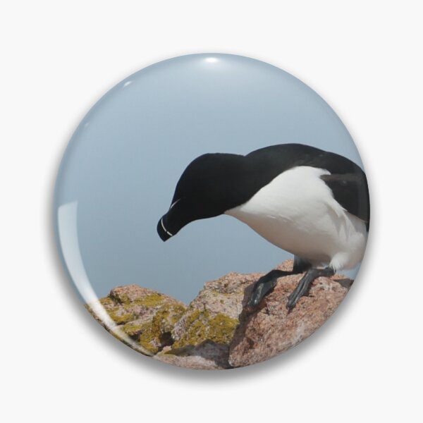 Item preview, Razorbill in Maine designed and sold by KelKaZay.