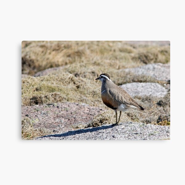 Item preview, Dotterel designed and sold by Jamie  Green.
