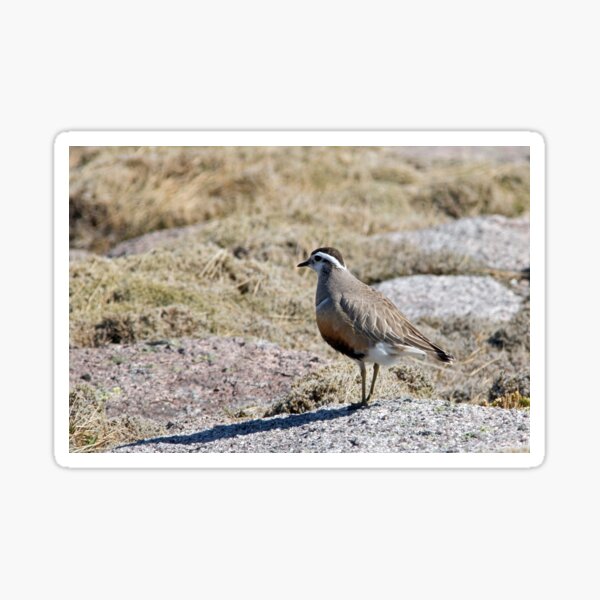 Item preview, Dotterel designed and sold by Jamie  Green.