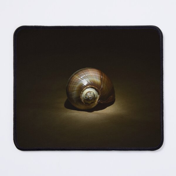 Item preview, Spotlight on a Shell designed and sold by Michaela Perryman.