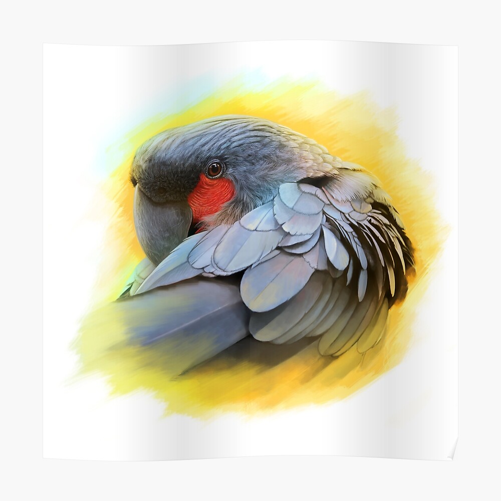 Black Palm Cockatoo Realistic Painting Poster