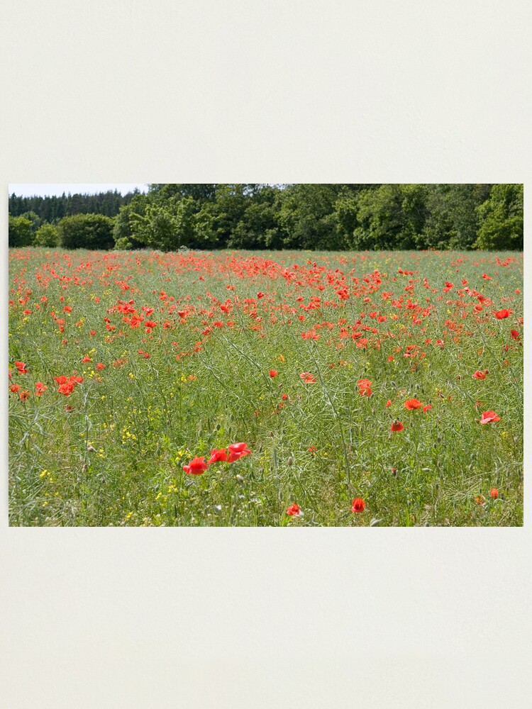 Alternate view of Poppy field Photographic Print