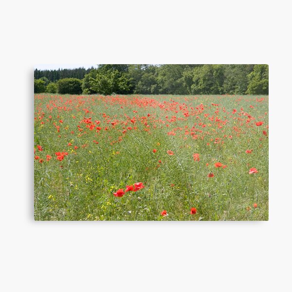 Poppy field Metal Print