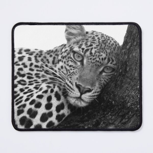 Item preview, Quiet Strength - Black and White Leopard Wildlife Photography designed and sold by Fattosh.