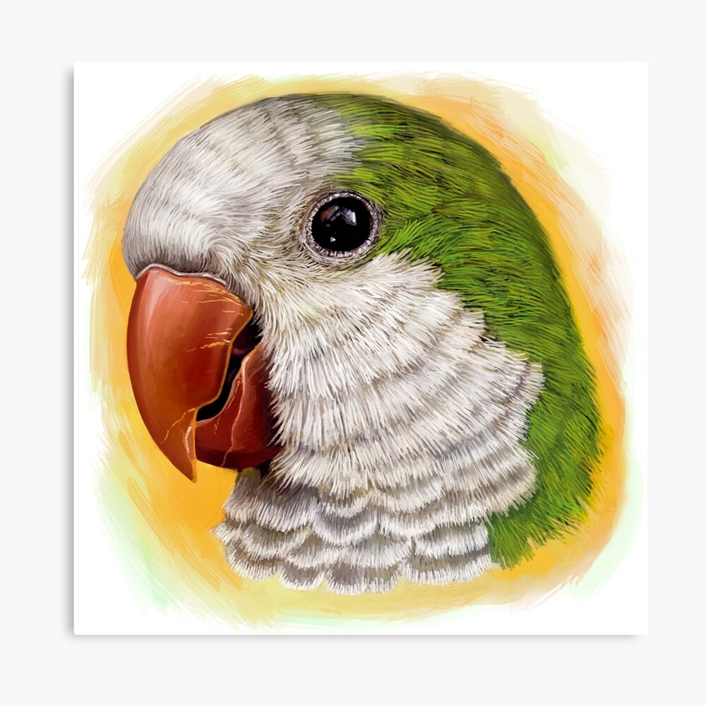 Green quaker parrot realistic painting Art Board Print