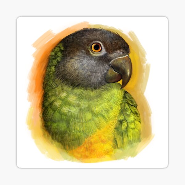 Senegal parrot realistic painting Sticker