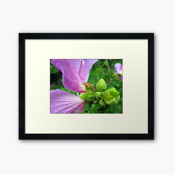 stinkbug, pretty flower Framed Art Print