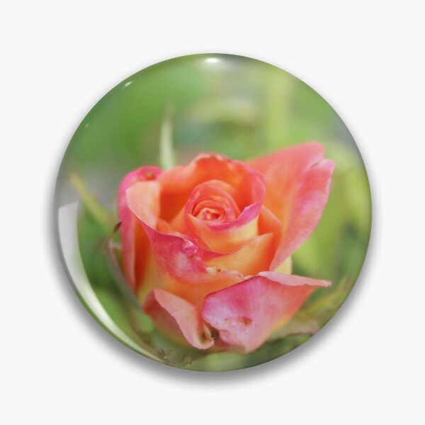 Item preview, Blossoming elegant rose macro - Soft flower photography designed and sold by Cha-s-lens.